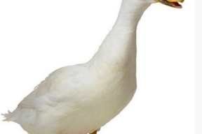 娱乐吃瓜鹅鸭视频,鹅鸭视频带你领略娱乐圈新鲜趣事