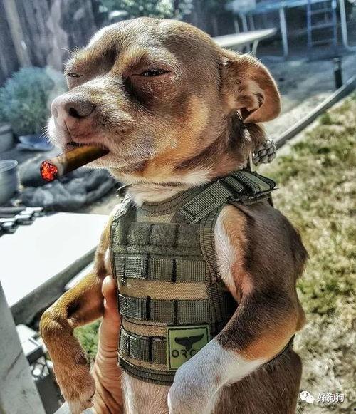 娱乐吃瓜汪星人