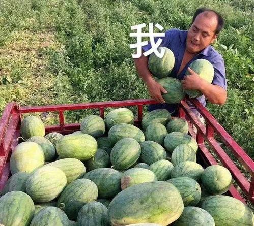 瓜地吃瓜娱乐圈,娱乐圈的甜蜜与苦涩